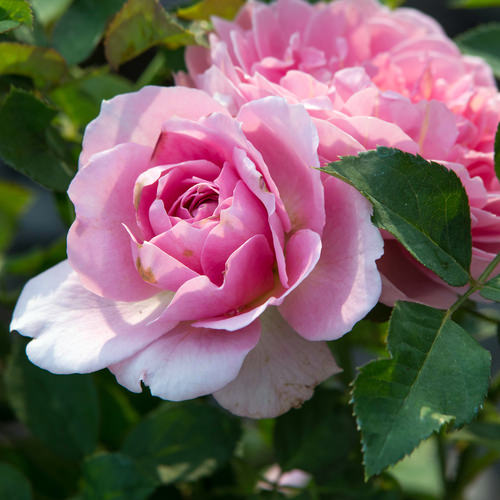 shutterstock_126450698